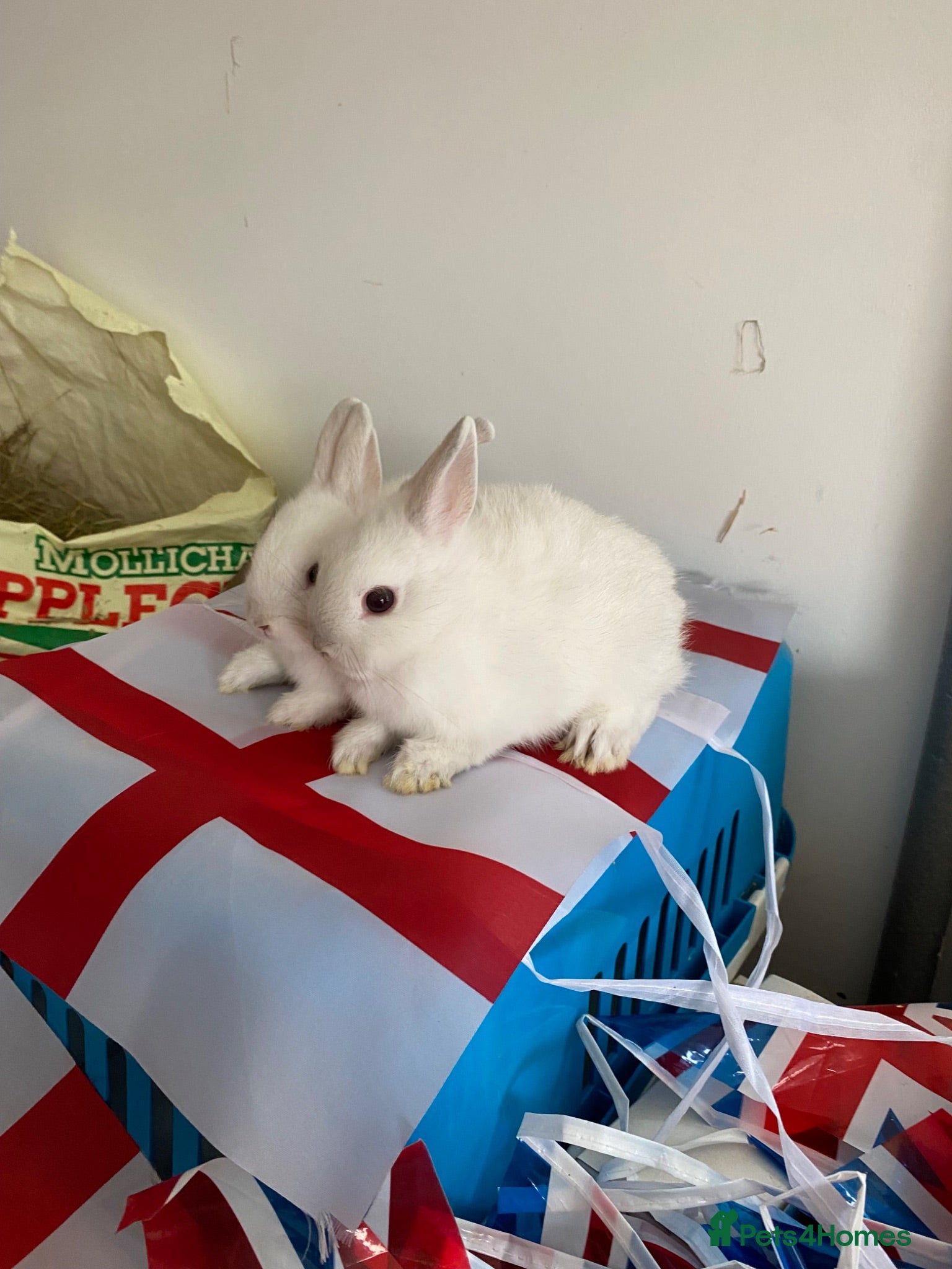 Netherland Dwarf rabbits Gorgeous Netherland Dwarf babies  - Advert 16