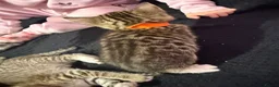 Bengal cats for sale: Bengal x tabby kittens  - Advert 14