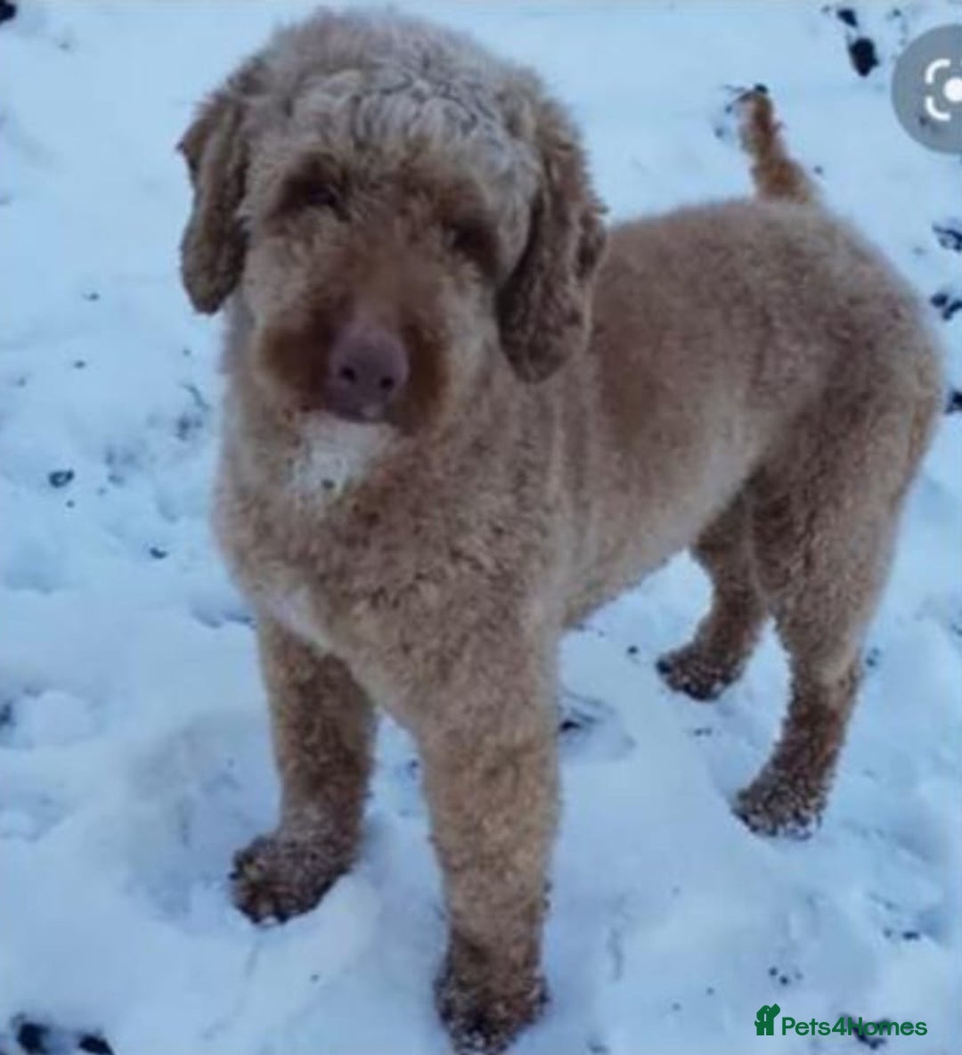 Cockapoo dogs for sale: STUNNING COCKAPOO PUPPIES READY 22nd DECEMBER  - Advert 6