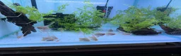 Angelfish fish for sale: LONG FIN GOLDEN ANGELS - Advert 3