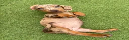Dachshund dogs for sale: Dachshund puppies - Advert 4