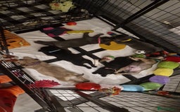 Frug dogs for sale: 6 beautiful frug puppies.  - Image 3