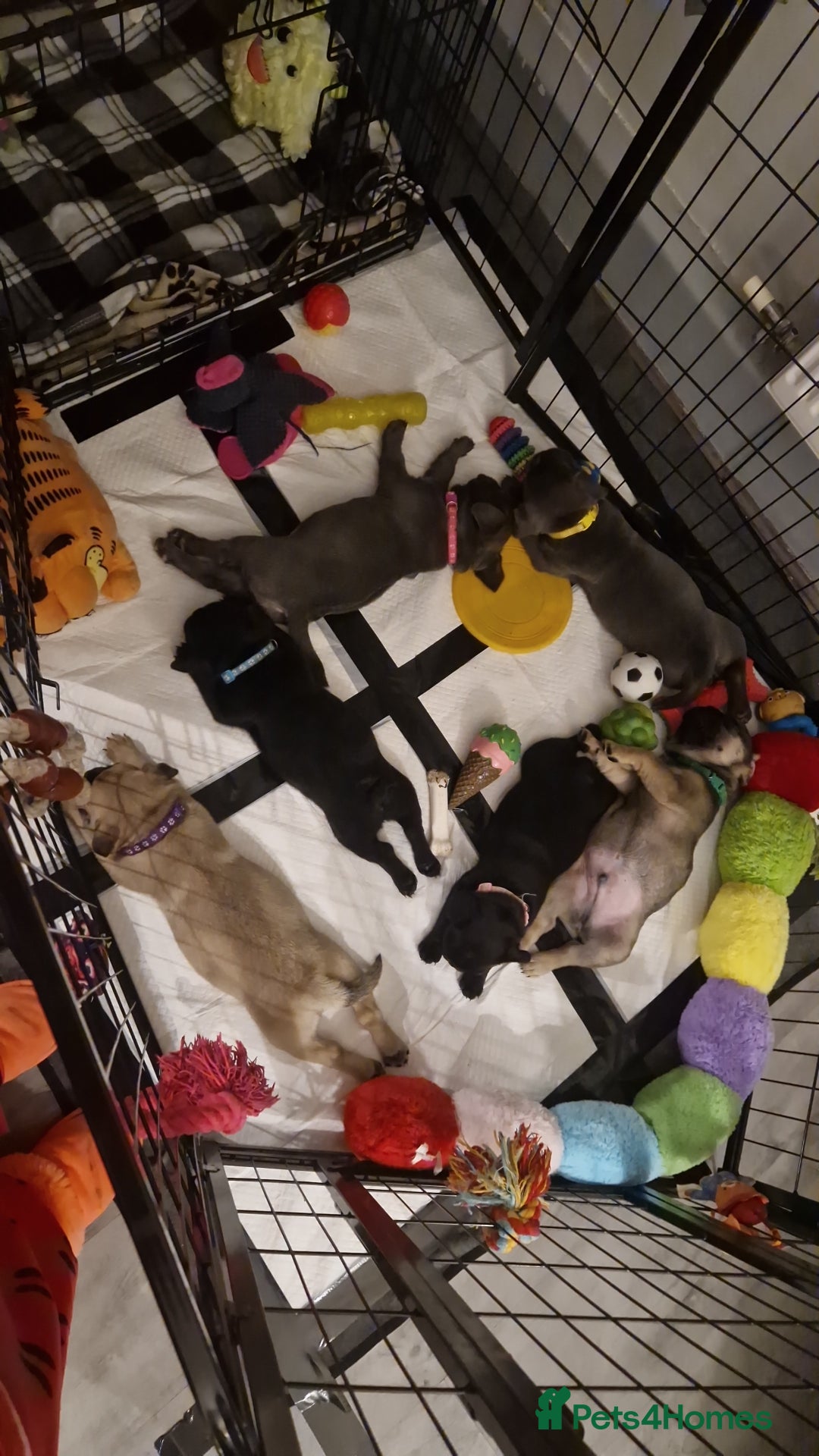 Frug dogs for sale: 6 beautiful frug puppies.  - Image 3