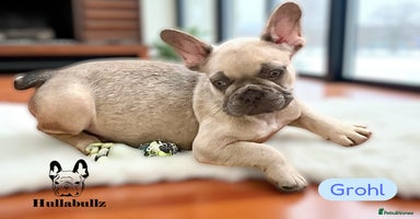 French Bulldog dogs - Advert 3