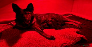 German Shepherd dogs - Advert 3
