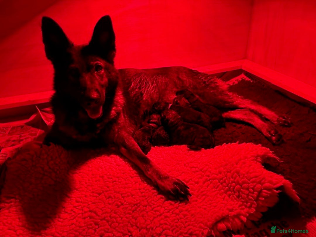 German Shepherd dogs for sale: 4* Licensed. KC Registered. Health Tested Parents - Image 2