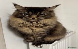 Maine Coon cats for sale: Price reduced   PEDIGREE MAINECOON KITTENS  - Image 16