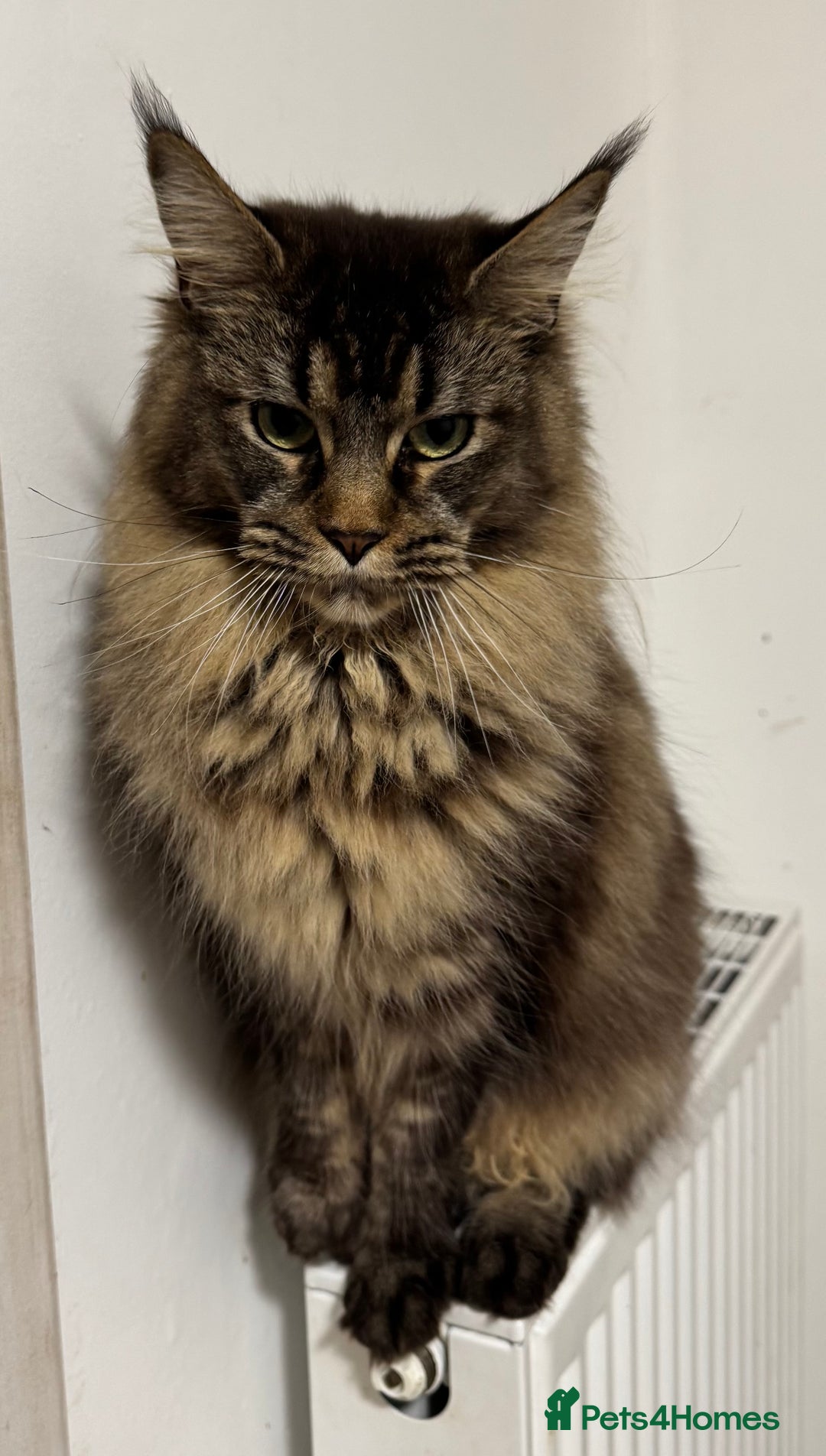 Maine Coon cats for sale: Price reduced   PEDIGREE MAINECOON KITTENS  - Image 16