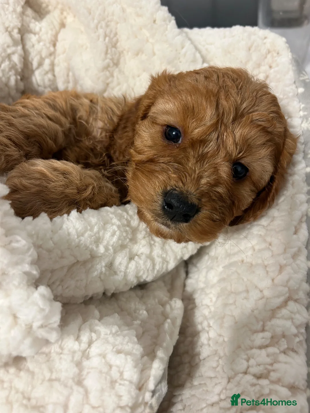 Maltipoo dogs for sale: 7-Month-Old Maltipoo  Loving Home Wanted 🐾 - Advert 23