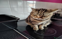 Mixed Breed cats for sale: Tabby girl - Image 2