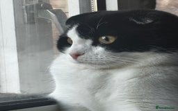 Scottish Fold cats for sale: Very sweet Scottish fold boy  - Image 2