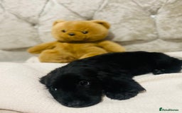 Cocker Spaniel dogs for sale: 3 boys 1 girl Ready to leave show cocker puppies  - Image 7