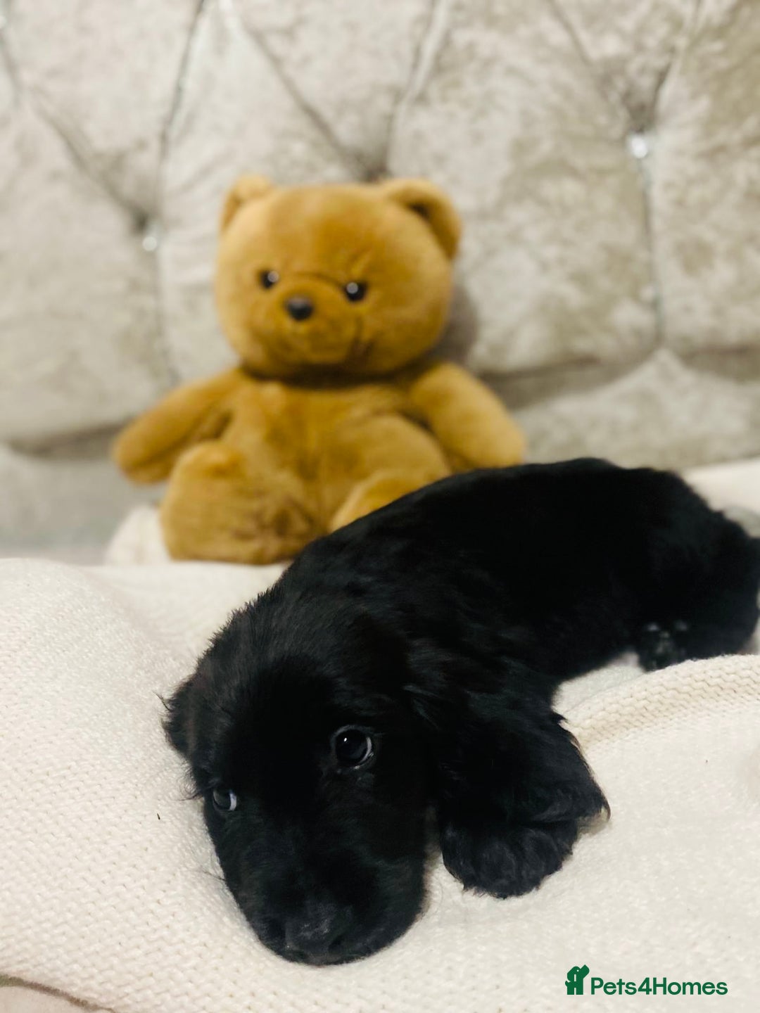 Cocker Spaniel dogs for sale: 3 boys 1 girl Ready to leave show cocker puppies  - Image 7
