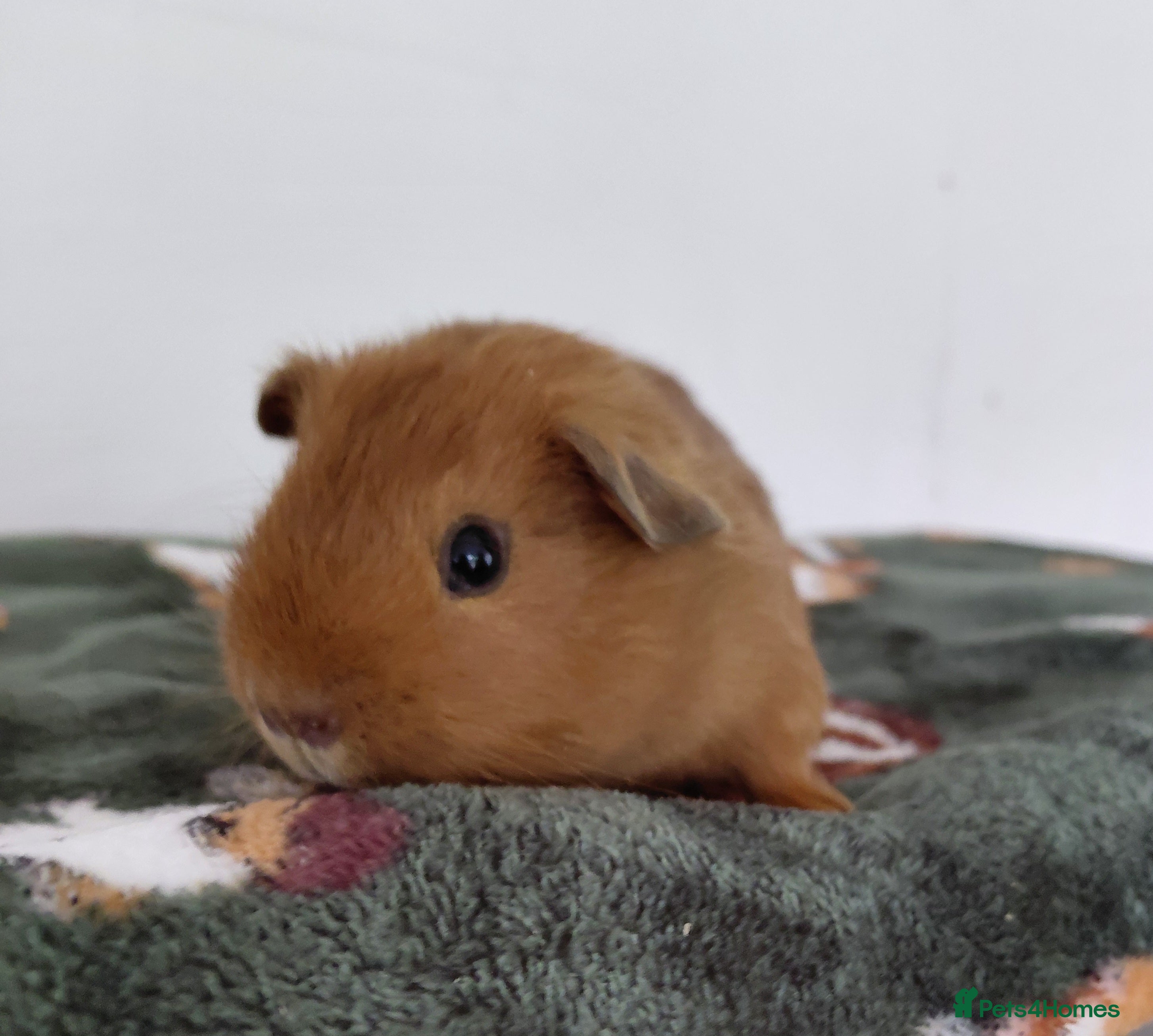 Guinea Pig rodents Assorted Pure breed baby Male guinea pigs - Advert 6