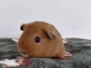 Guinea Pig rodents Assorted Pure breed baby Male guinea pigs - Advert 6