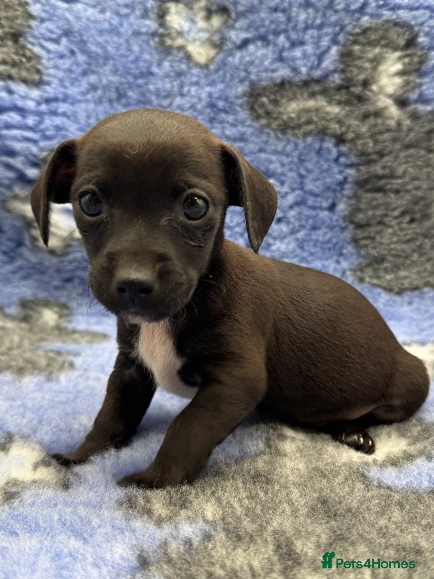 Jack Russell dogs Stunning Little Jack Russell Pups - Advert 2