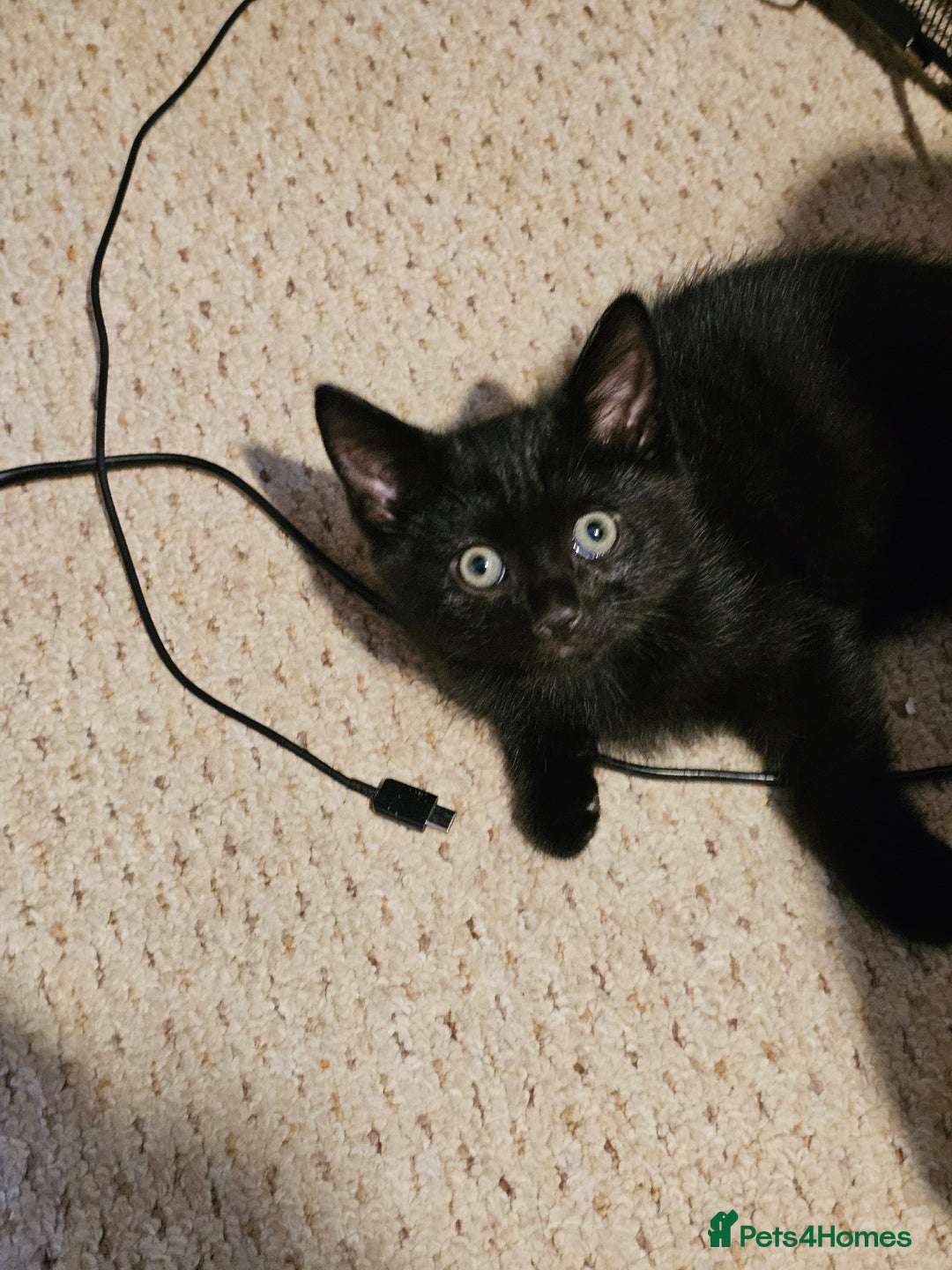 Mixed Breed cats for sale: 3 playful kittens  - Image 18