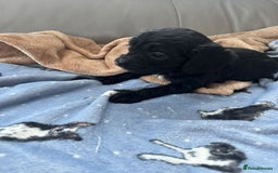 Cavapoo dogs for sale: Adorable cavapoo pups  - Advert 9