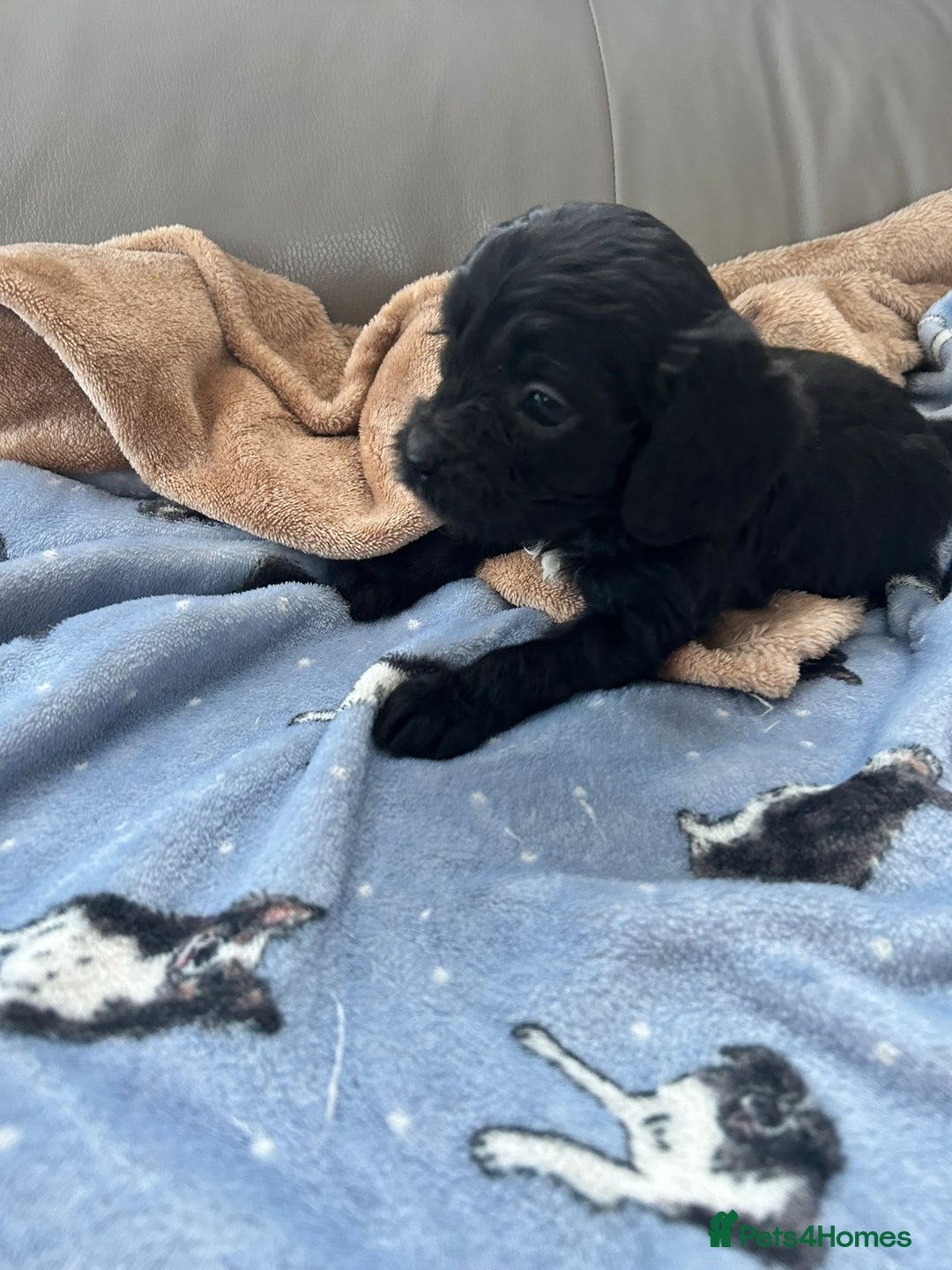 Cavapoo dogs for sale: Adorable cavapoo pups  - Advert 9