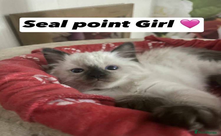 Ragdoll cats - Advert 2