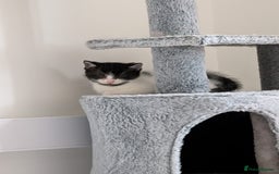 Domestic Shorthair cats for sale: Two male kittens for sale  - Advert 4