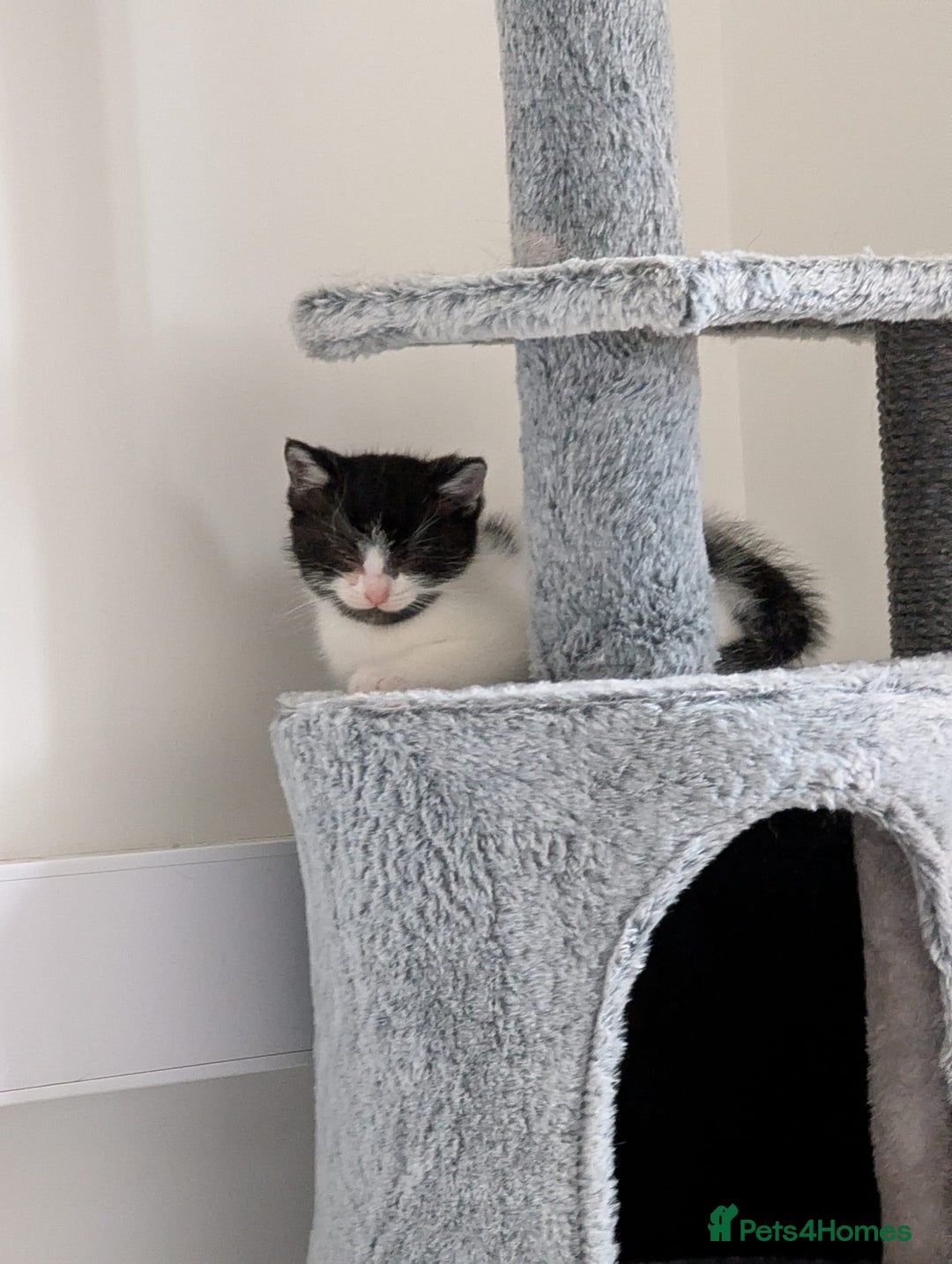 Domestic Shorthair cats for sale: Two male kittens for sale  - Advert 4