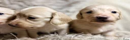 Miniature Dachshund dogs for sale: KC Longhaired Cream Miniature Dachshund Puppies - Advert 17
