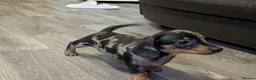 Miniature Dachshund dogs for sale: Adorable Miniature Dachshund puppies - Advert 6