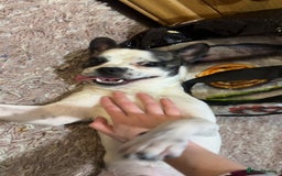 Jug dogs for sale: Max the jug  - Image 1