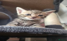 Turkish Angora cats for sale: Turkish angora cross Bengal  - Image 28