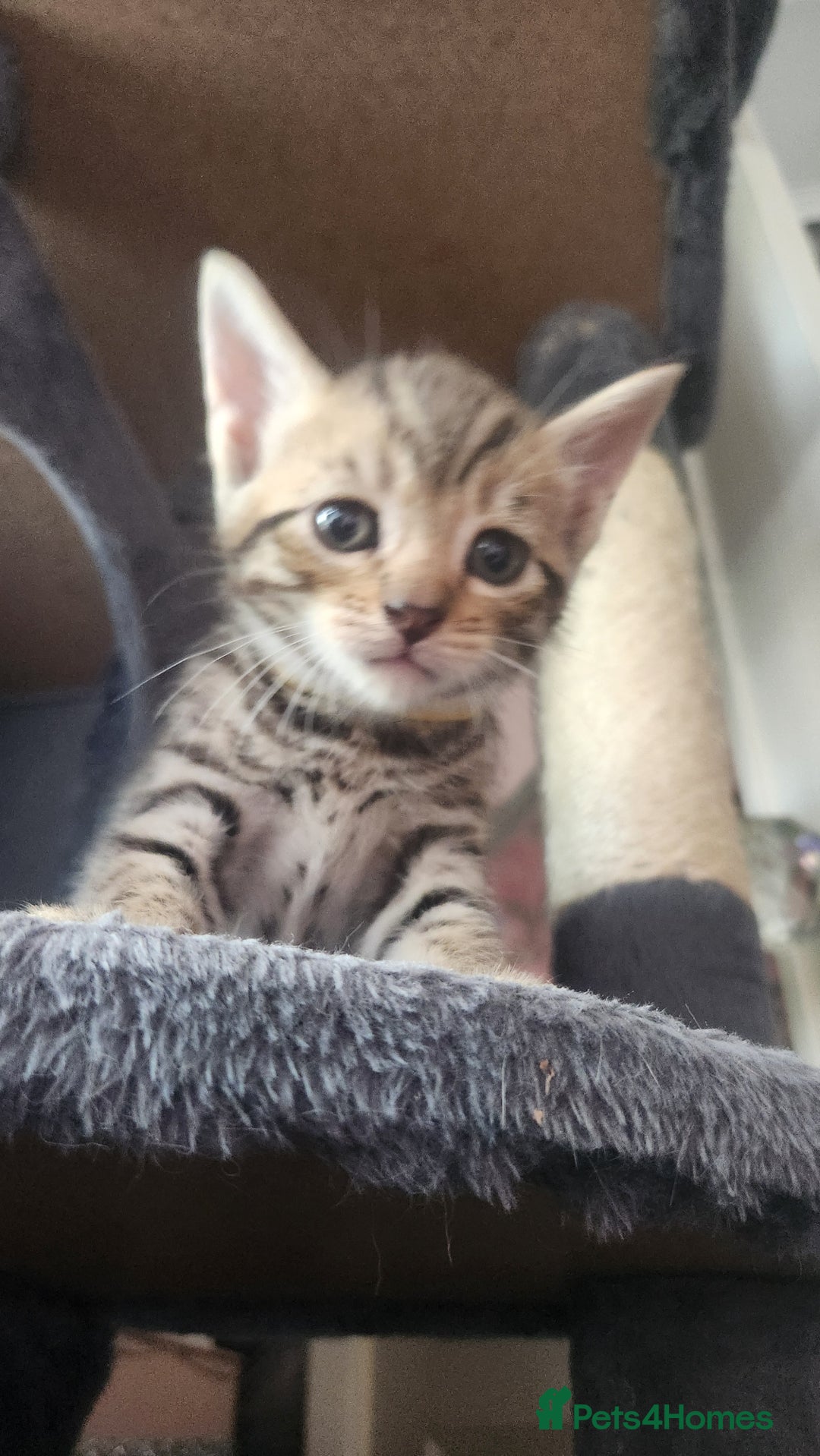 Turkish Angora cats for sale: Turkish angora cross Bengal  - Image 28