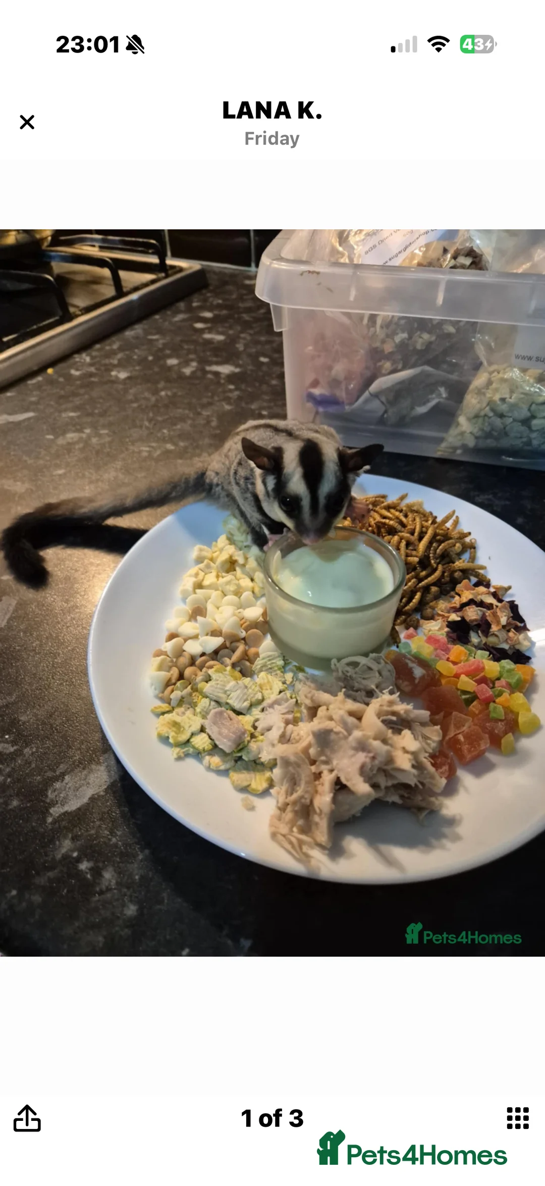 Sugar Glider rodents for sale: Male Sugar Glider - Advert 2