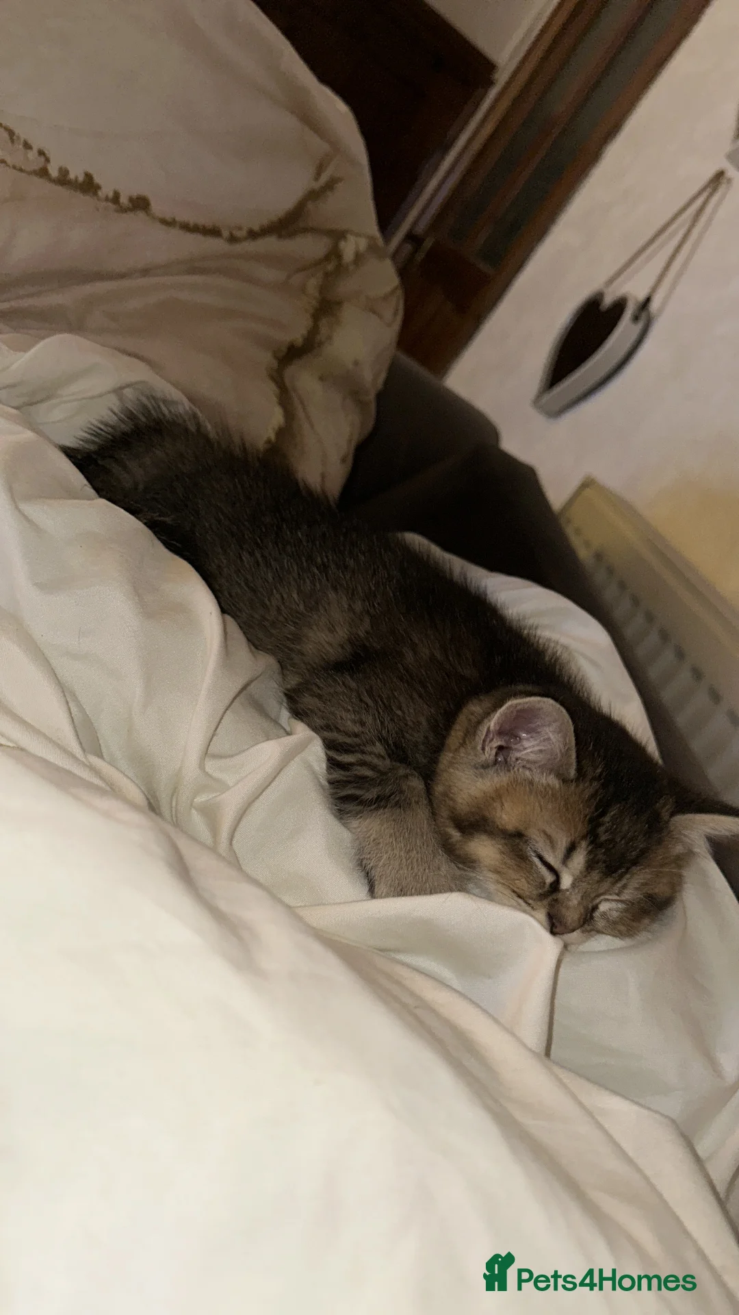 British Shorthair cats for sale: Golden bsh - Advert 3