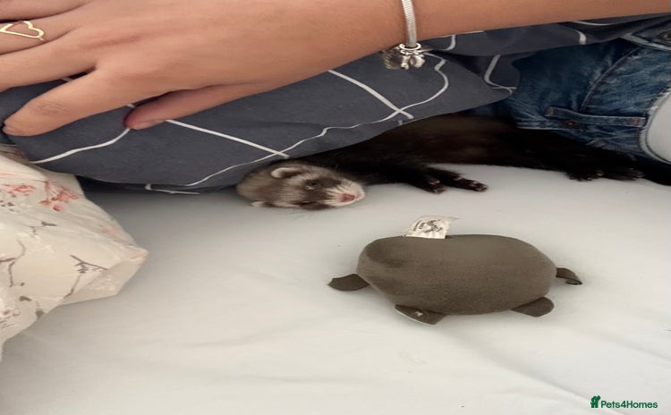 Ferret rodents - Advert 1
