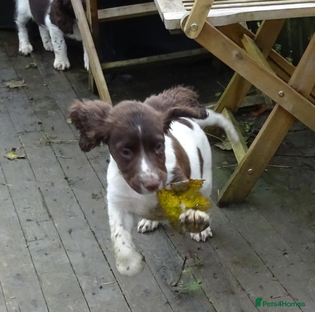 English Springer Spaniel dogs for sale: Gorgeous English Springer Spaniel Puppies  - Advert 30