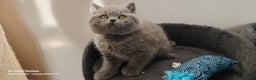 British Shorthair cats for sale: GCCF Reg pedigree Blue and Black Kittens  - Advert 9