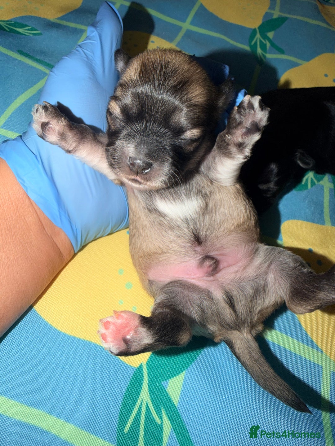 Mixed Breed dogs for sale: Malchi babies  - Advert 12