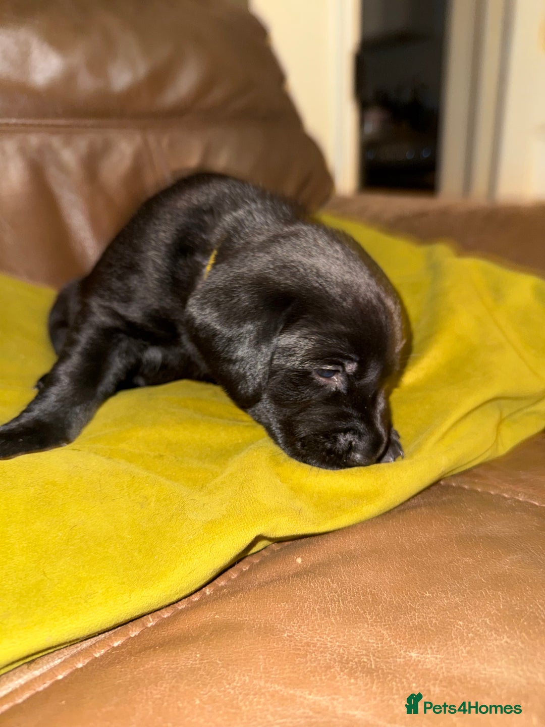Labrador Retriever dogs for sale: Labrador puppies - Advert 12