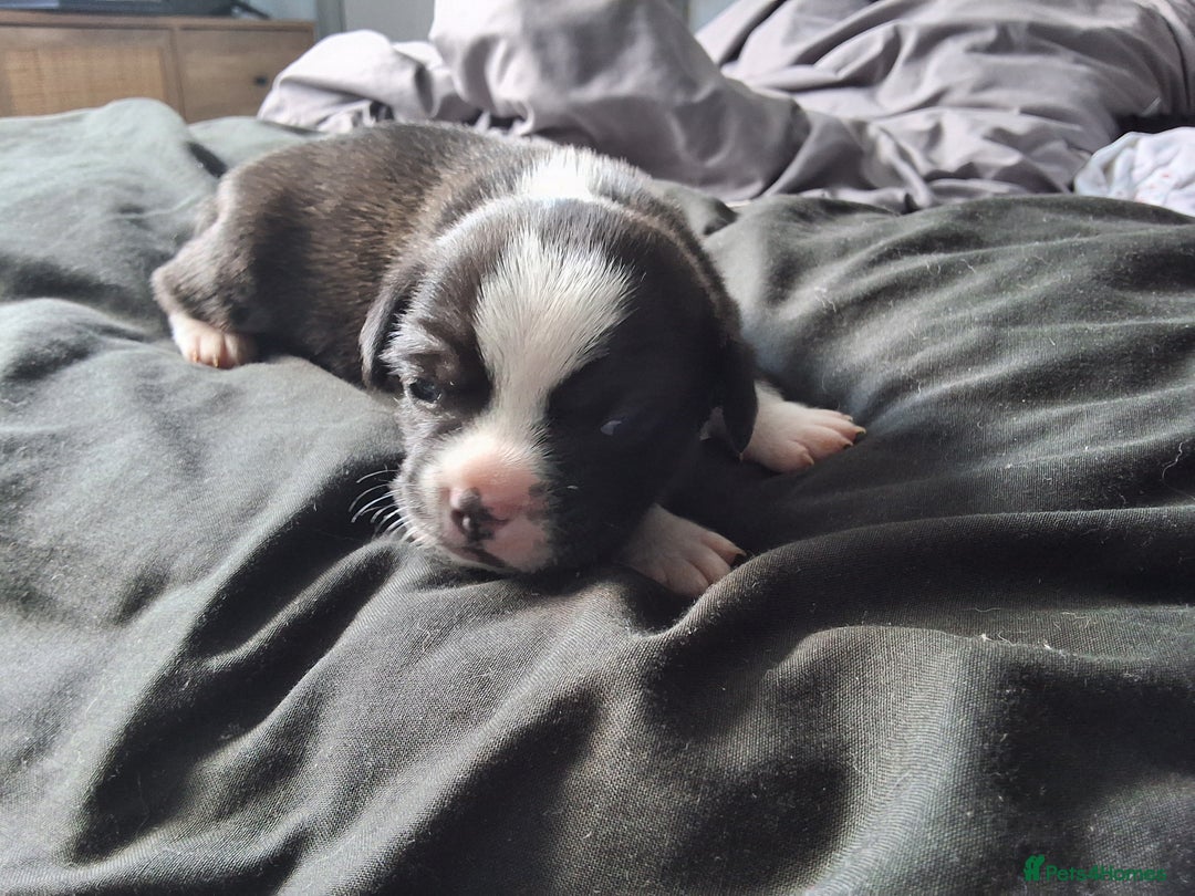 Mixed Breed dogs for sale: Frenchie cross chihuahua  - Image 9