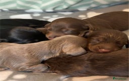 Dachshund dogs for sale: Long haired dachshund  - Image 13