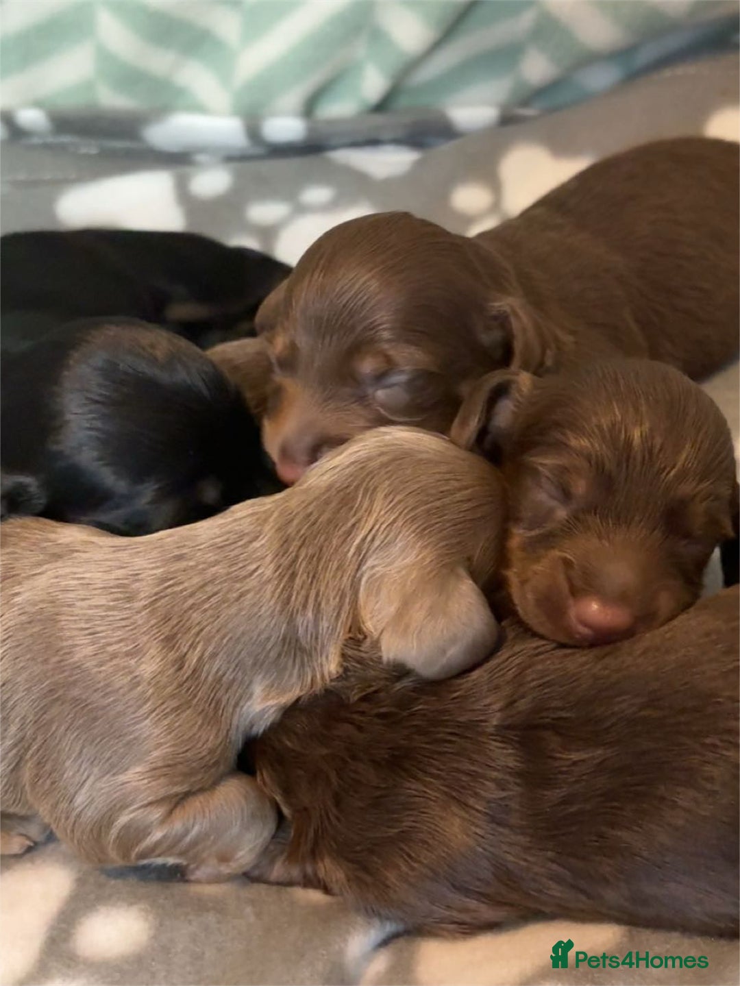 Dachshund dogs for sale: Long haired dachshund  - Image 13