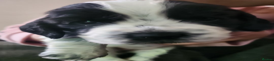 Cocker Spaniel Puppy 6