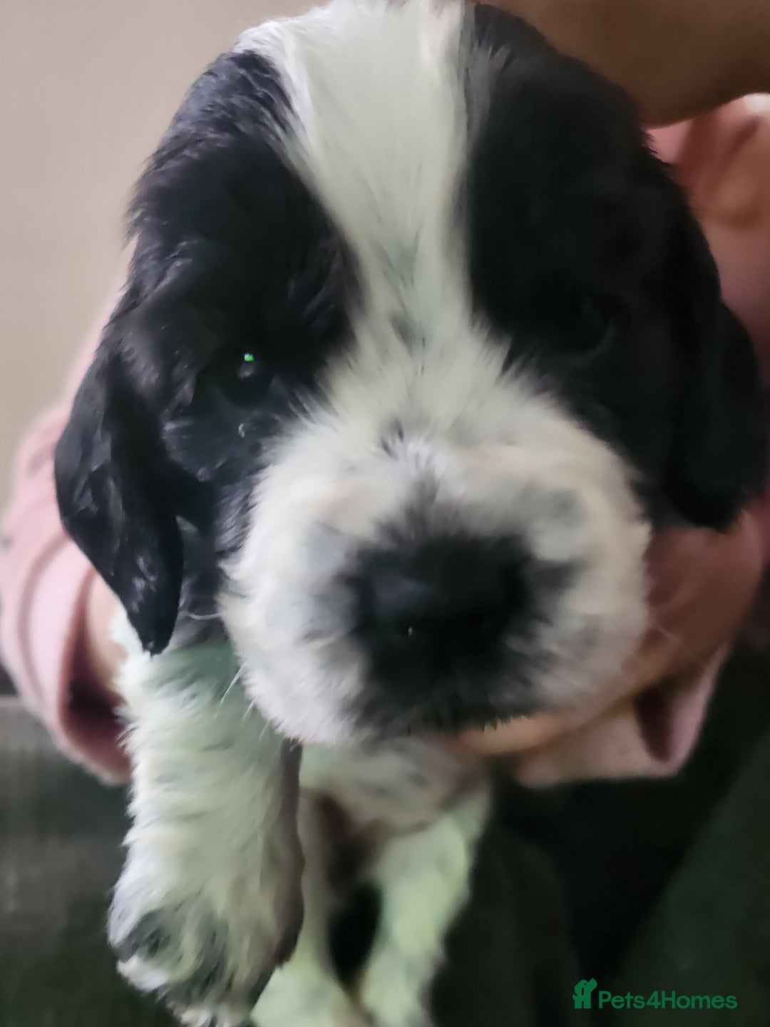 Cocker Spaniel dogs for sale: READY NOW last girl (show type cockers) - Image 6