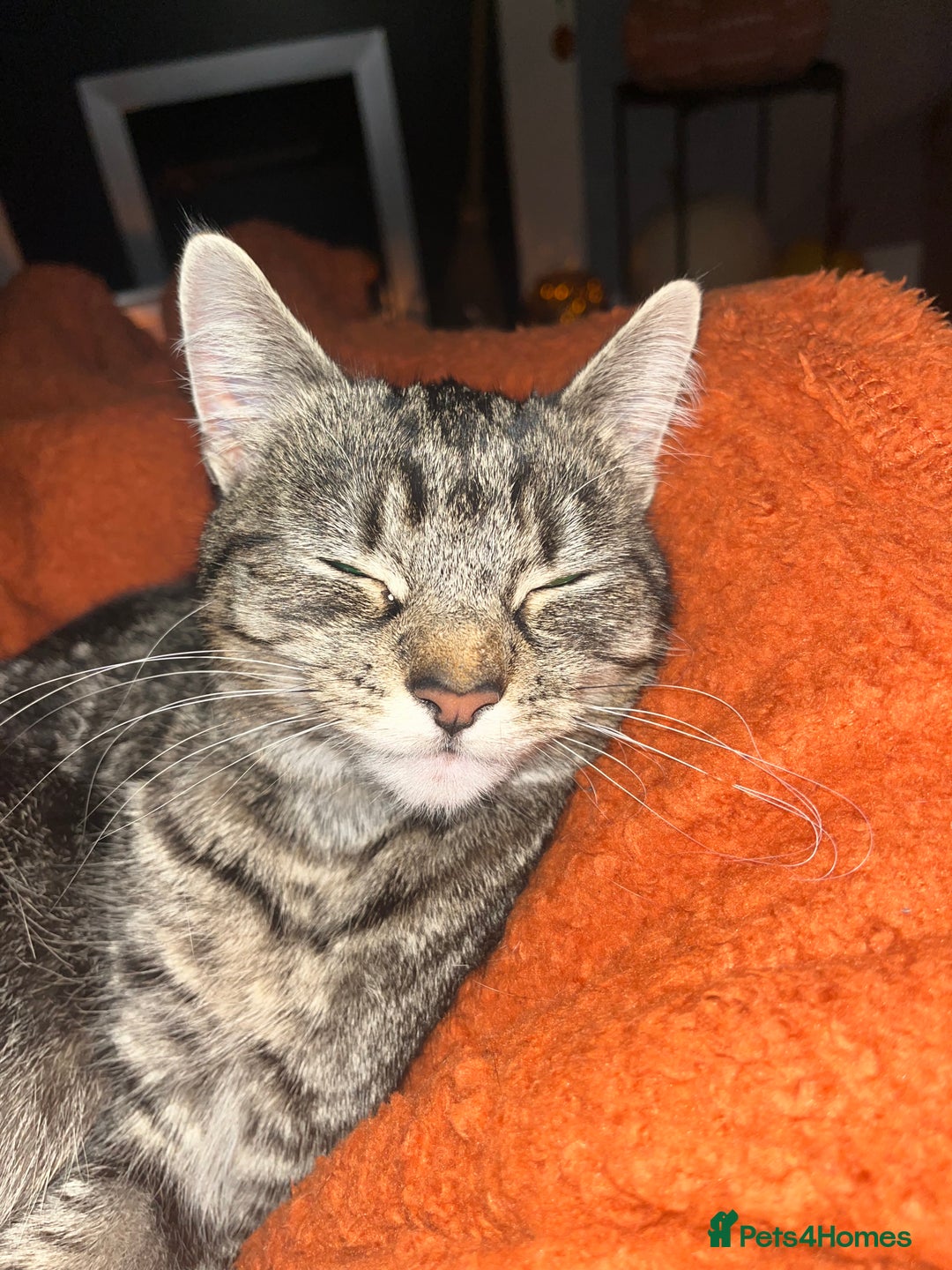 Mixed Breed cats for sale: Female Ragdoll cross - Advert 2