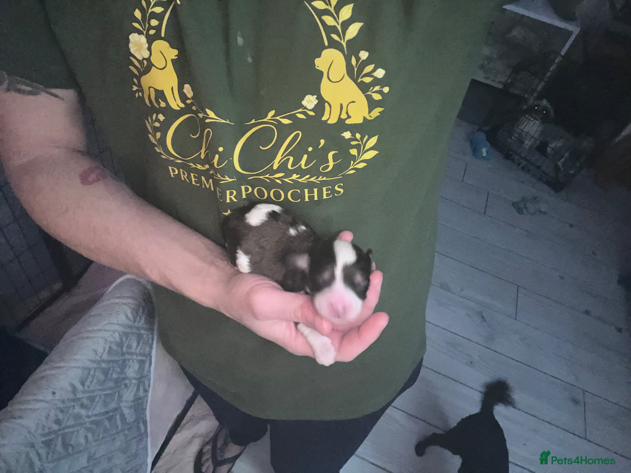 Cavapoo dogs TOY cavapoo puppies  - Advert 1