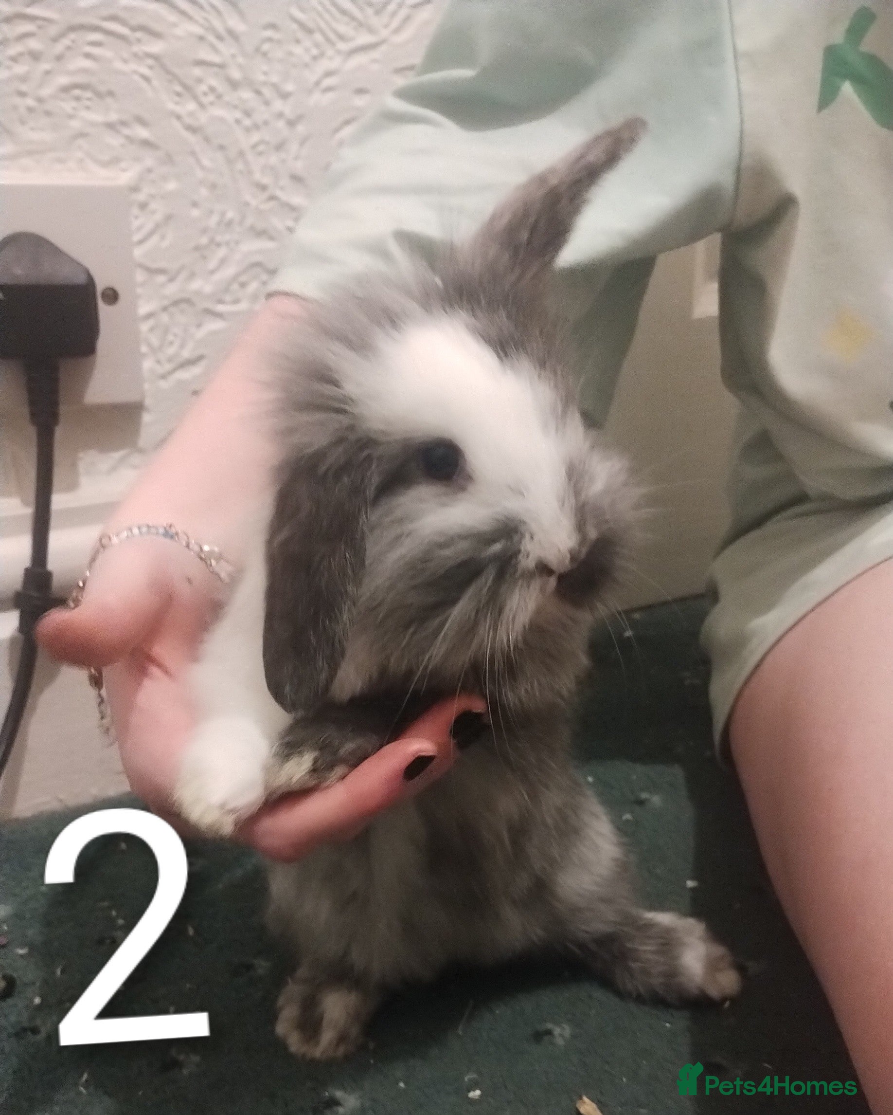 Lionhead rabbits 2 Female Lionhead available NOW - Advert 4