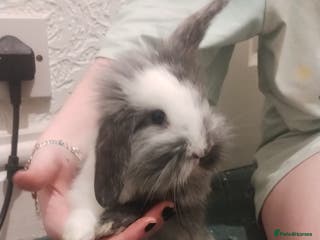 Lionhead rabbits 2 Female Lionhead available NOW - Advert 4