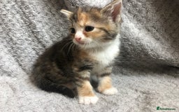 Mixed Breed cats for sale: Gorgeous Tabby kittens 7 weeks old  - Image 15