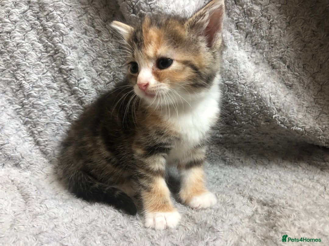Mixed Breed cats for sale: Gorgeous Tabby kittens 7 weeks old  - Image 15