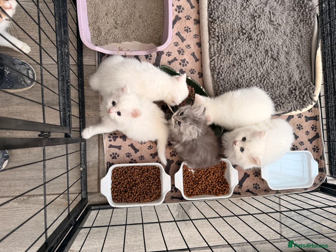 Persian cats for sale: Ready soon, 5 persian X kittens - Advert 4